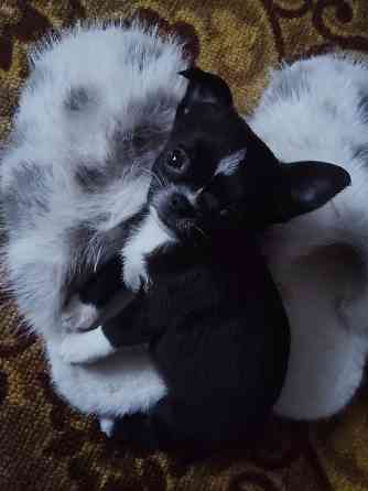 Продам хлопчика чихуахуа Ровно