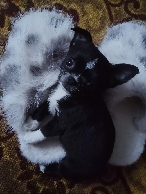 Продам хлопчика чихуахуа Ровно - изображение 5