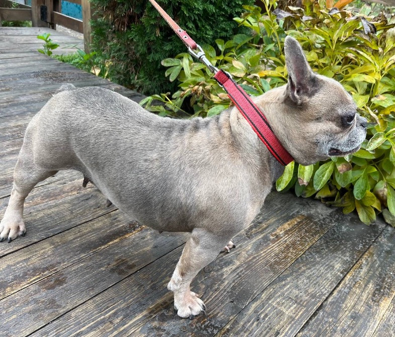 Французький бульдог Полтава - зображення 5