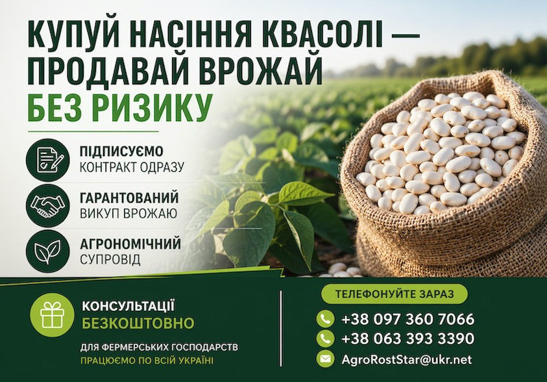 Насіння квасолі білої з гарантією викупу врожаю Ужгород - изображение 1