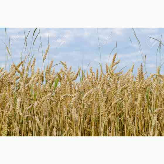 Постійно купуємо некондицію та зерновідходи Черкаси