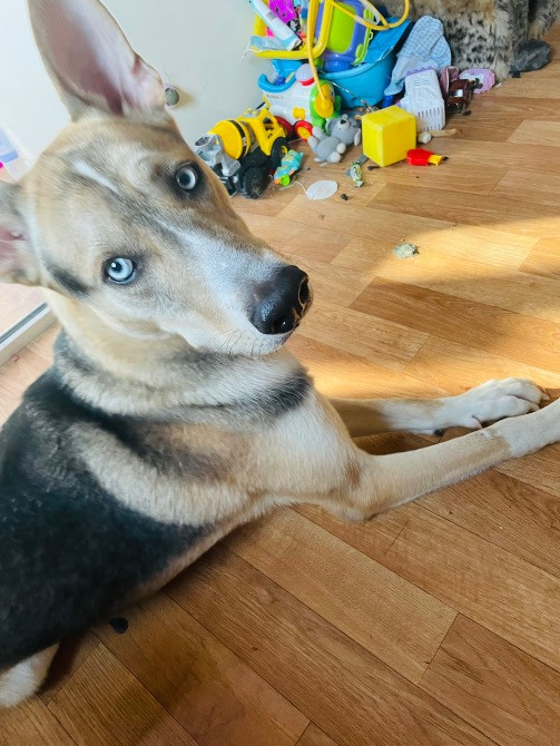 Отдам в хорошие руки Кременчук - зображення 2