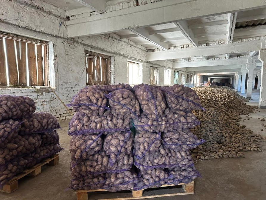 Картопля Гранада Житомир - изображение 1