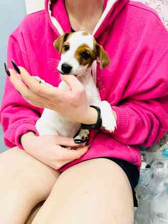 Щеночек Джек Рассел терьер Київ