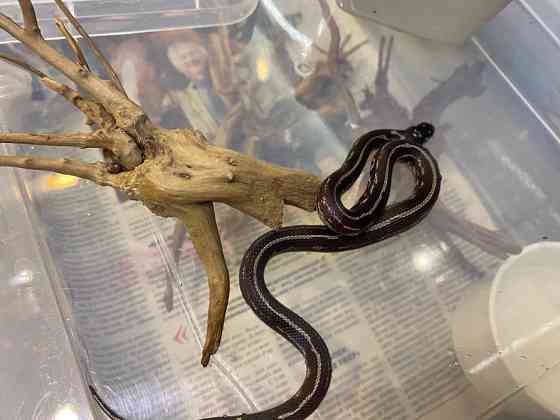 Королевская калифорнийская змея морфа страйп гет альбино Київ