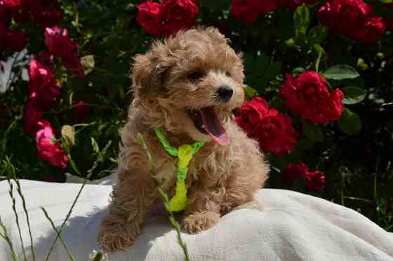 #МальтіпуF1#MaltipooF1#цуценята2міс#puppies 2 months Ukraine, Kyiv. Киев