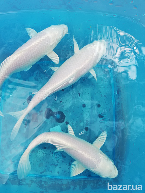 рибки для ставка,короп коі Україна,корм для коі,німфеї,водні рослини,японський короп коі ціна,ставок Київ - зображення 7