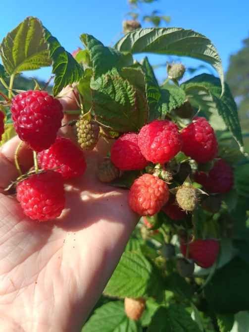 Саджанці малини ремонтантної Полана (опт та роздріб) Луцьк - зображення 2