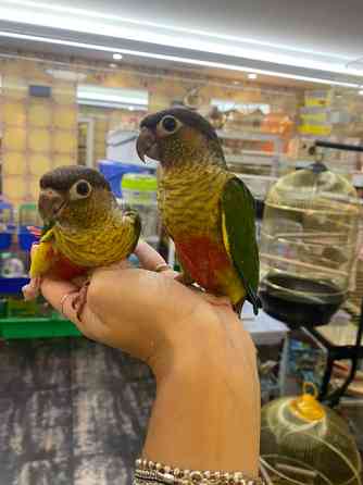 Папуга Пірура (Піррура) Pyrrhura molinae та Pyrrhura frontalis Київ