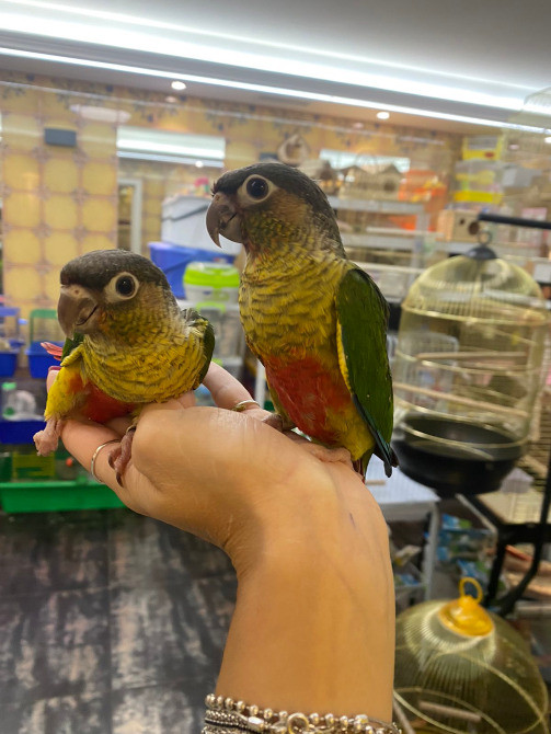 Папуга Пірура (Піррура) Pyrrhura molinae та Pyrrhura frontalis Київ - зображення 2