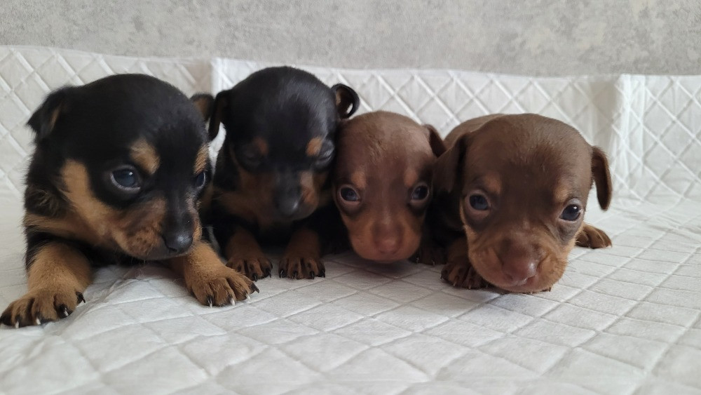 Той те'рєр щеннята Львів - зображення 8