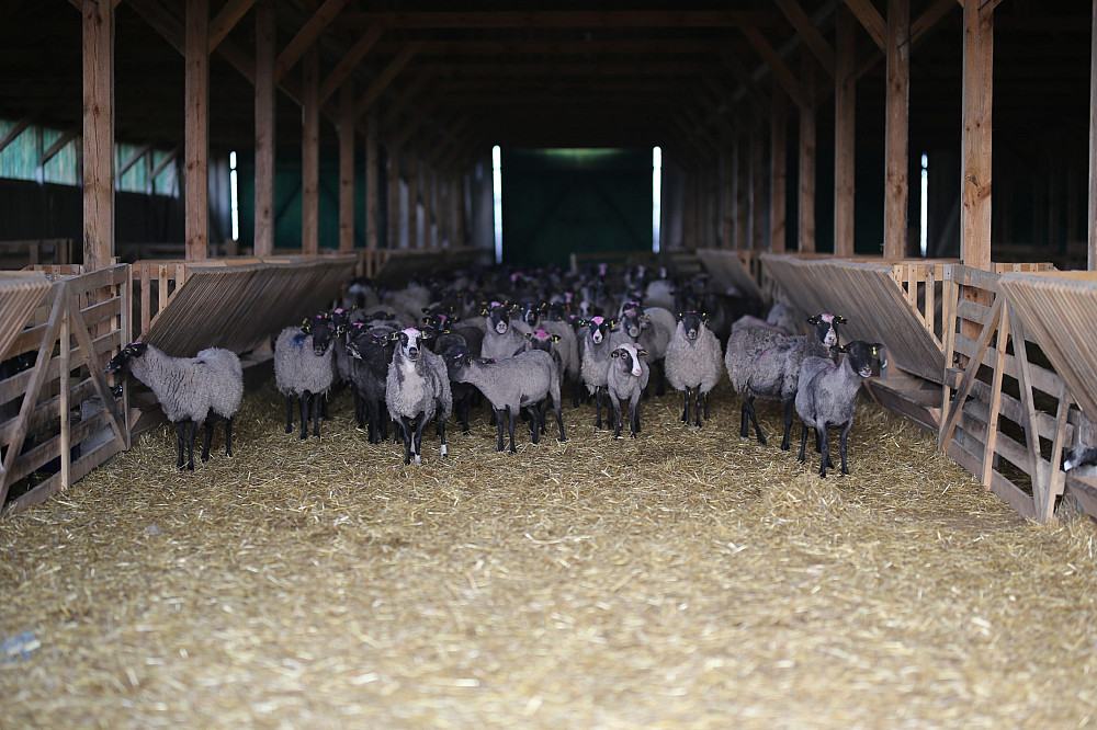 Продаж вівчарської ферми Шепетівка - зображення 2