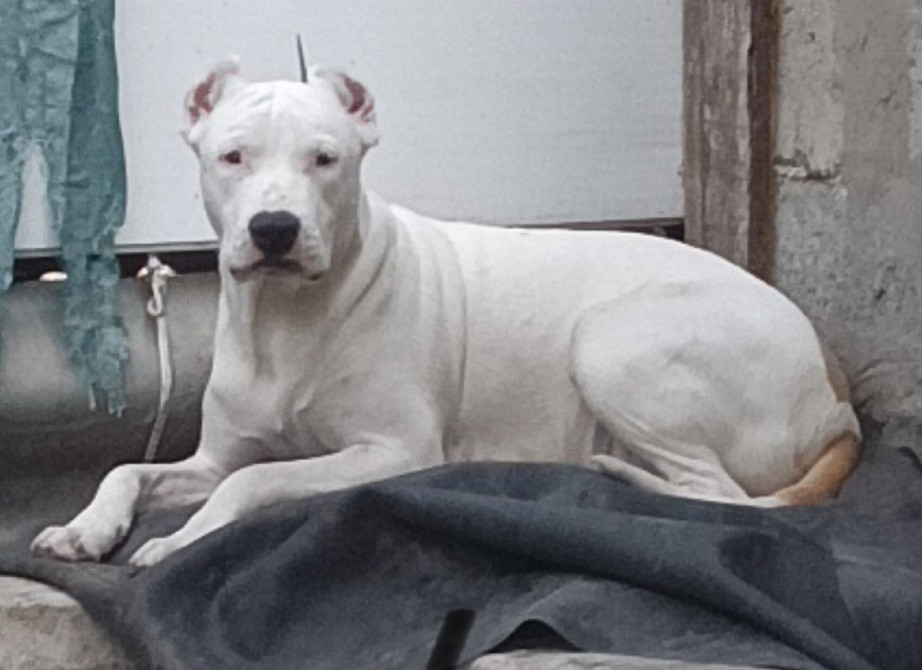 Цуцики американського стаффорширського тер'єра недорого Запорожье - изображение 1