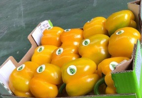 Продаем перенц Київ - зображення 3