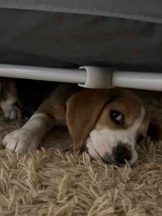 Продам чистокровного бігля Луцк