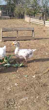 Продам гусей породи Холмогори Нововолинськ