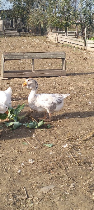 Продам гусей породи Холмогори Нововолинськ - зображення 4