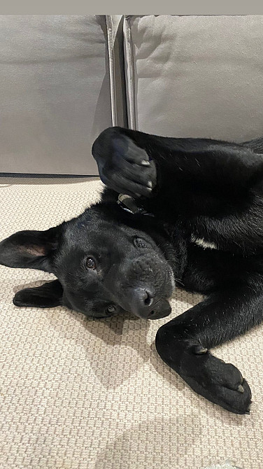 Лабрадор шукає хазяїна Київ - зображення 4