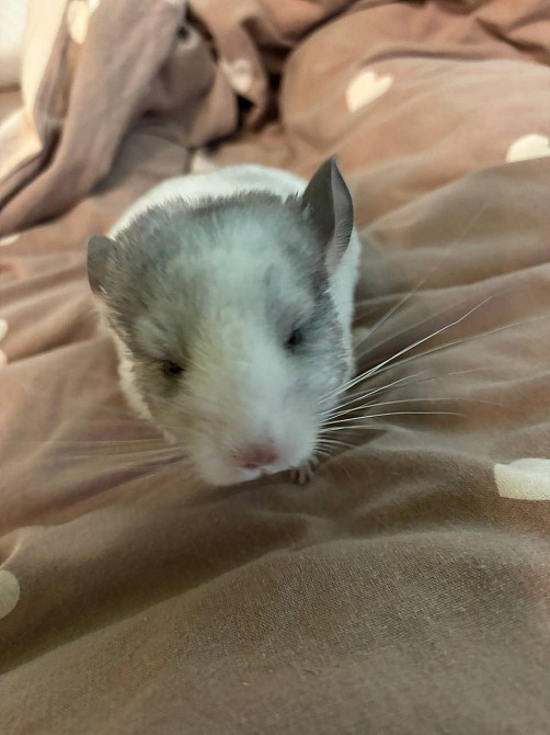 Продам домашних питомцев Одеса - зображення 1