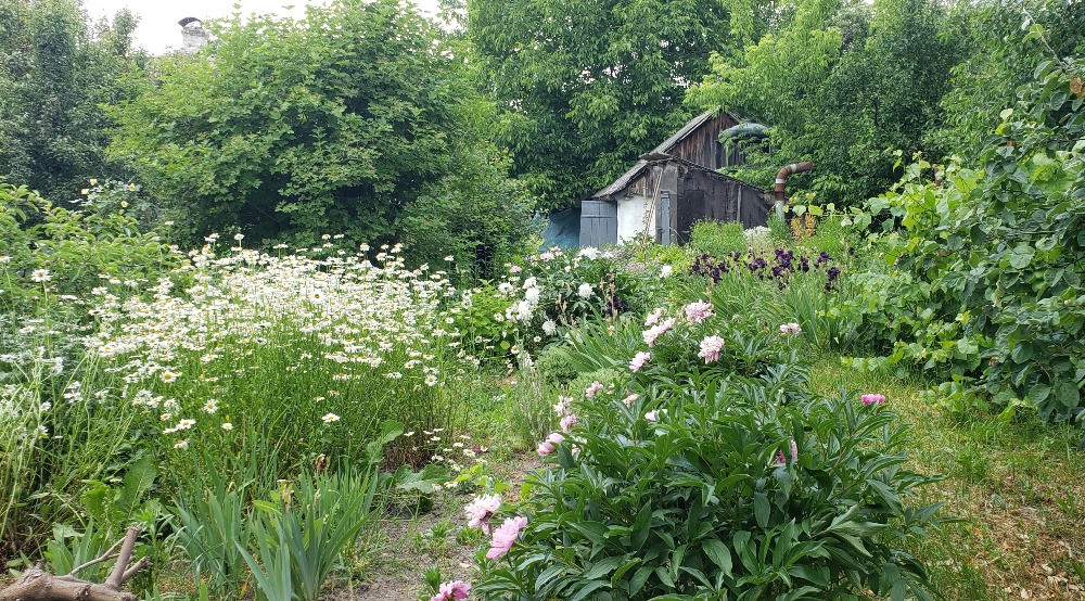 терміново дім дача участок ділянка 25 земля Бровари - зображення 5