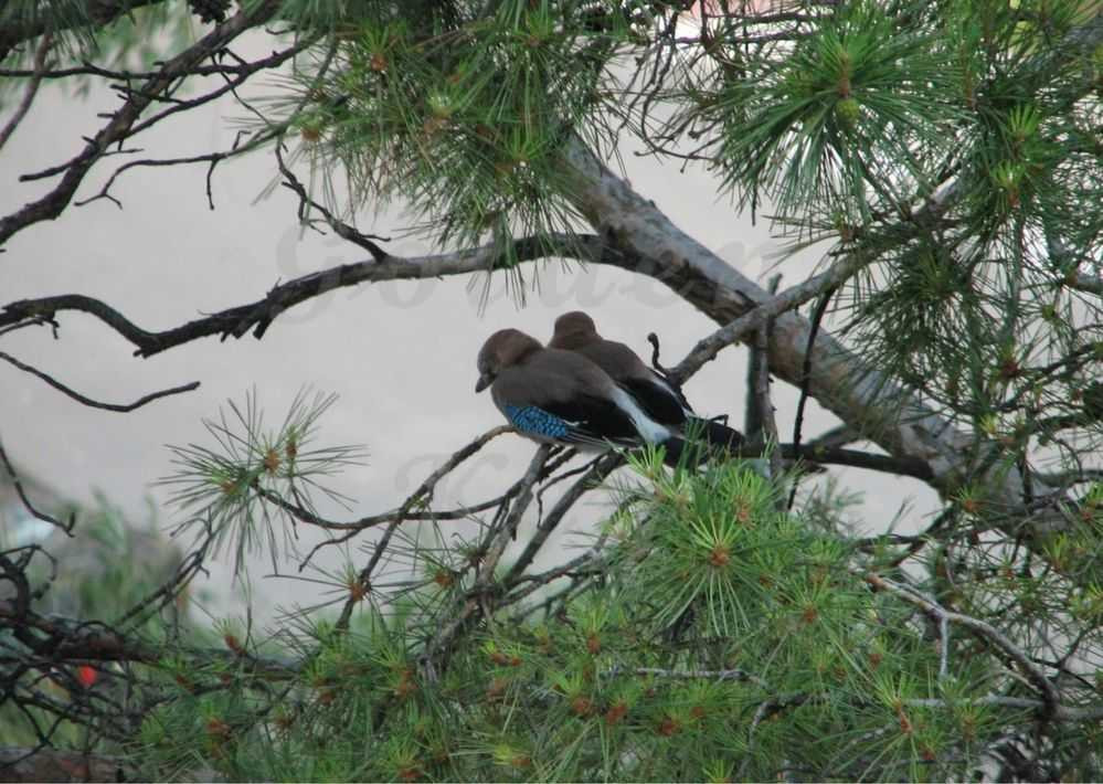 продажа участок под жилую застройку Макаровский, Севериновка, 126500 $  - изображение 2