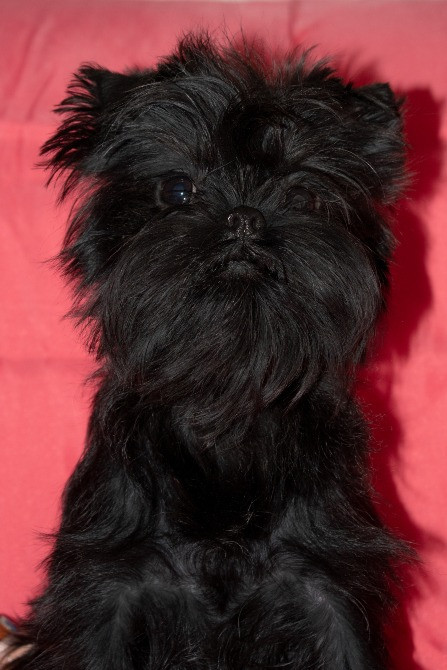 Аффенпинчер - щенки редкой породы. Affen: собака обезьянка. Дніпро - зображення 3