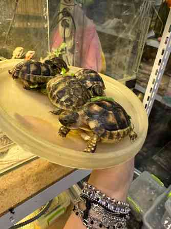 Балканська сухопутна черепаха Київ