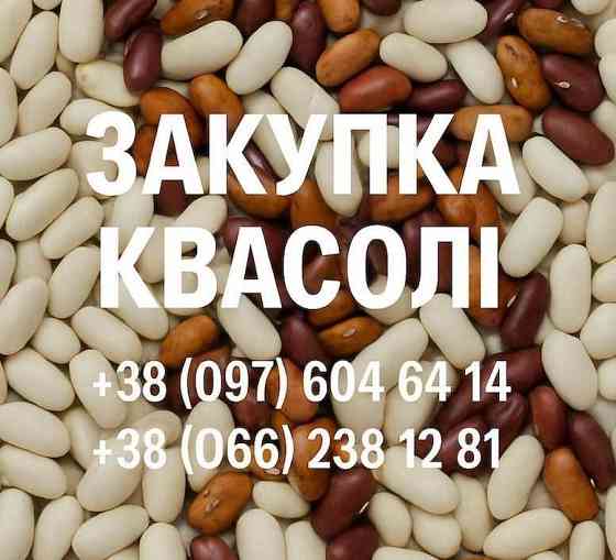 Купуємо квасолю. Заберемо своїм транспортом Тернополь