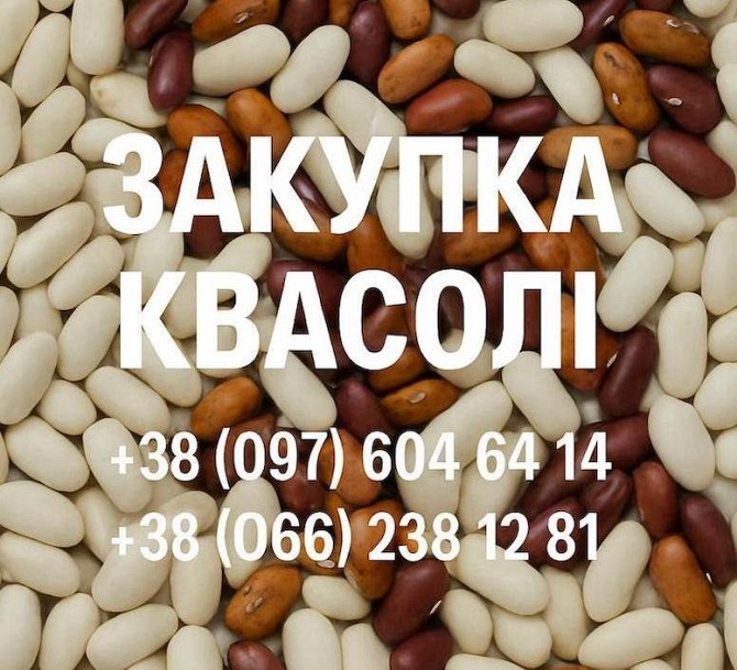 Купуємо квасолю. Заберемо своїм транспортом Тернополь - изображение 1