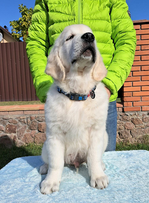 Цуценята золотистого ретрівера Ot Bahur Львів - зображення 5