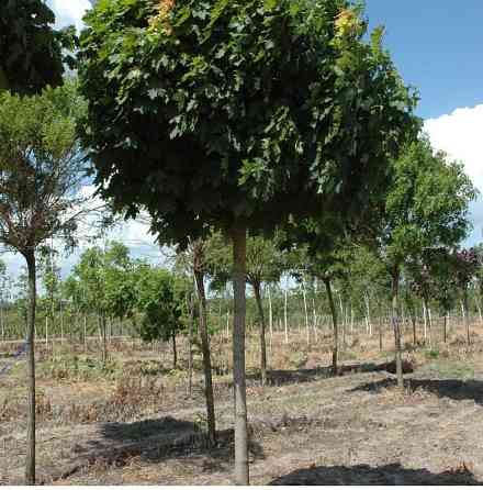 Продаж розсадника декоративних рослин Київ