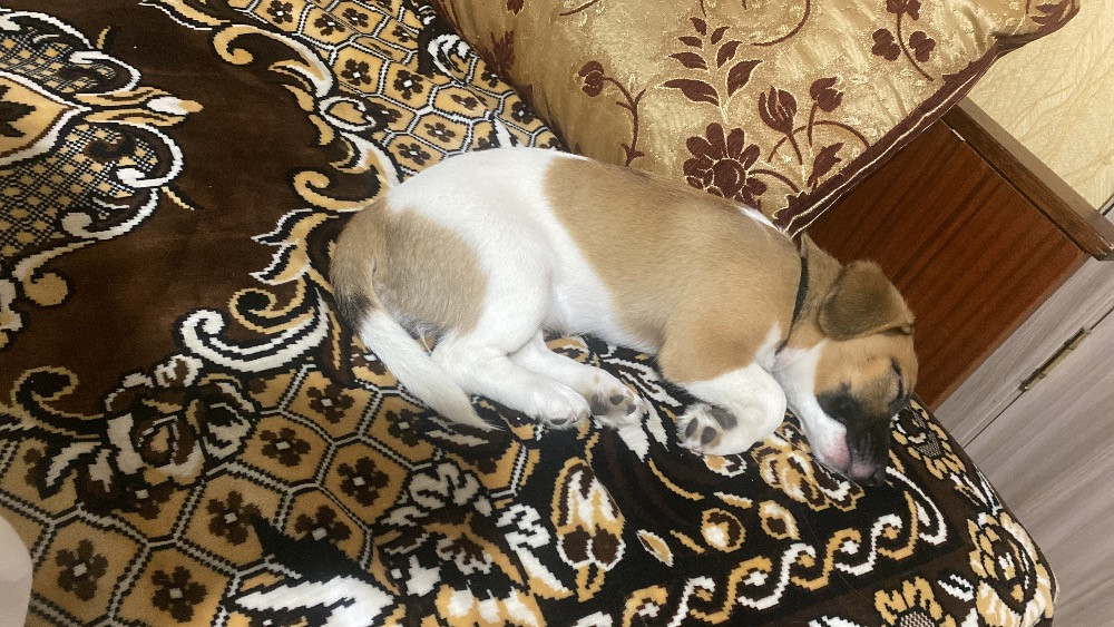 Грайлива дівчинка шукає свою родину Александрия - изображение 3