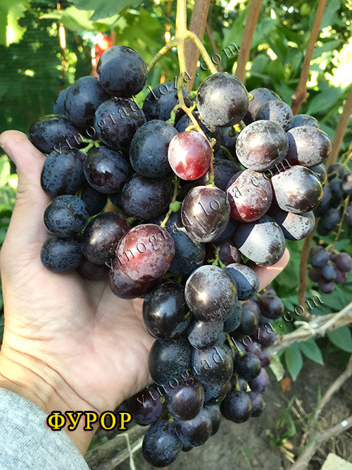 Саджанці Винограду (РОЗПРОДАЖ) Харків - зображення 10