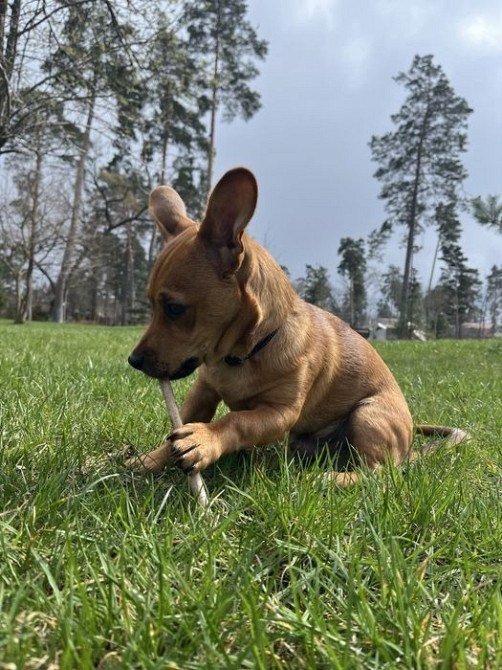 Віддамо песика Роккі в добрі руки Буча - изображение 2