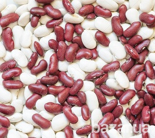 Продам квасолю по Україні і на експорт Київ - зображення 1