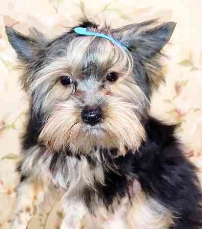 Продам цуценят йорків Павлоград