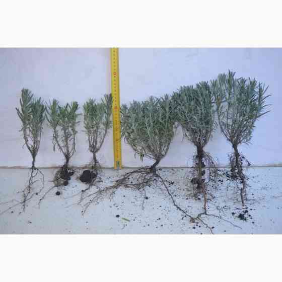 Продам саджанці лаванди Сквира