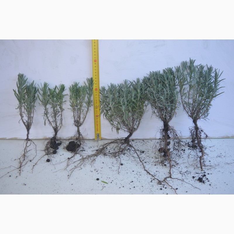 Продам саджанці лаванди Сквира - зображення 2