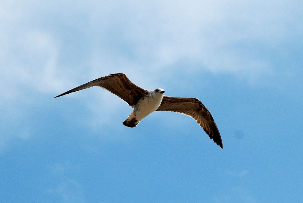 Онлайн-уроки дикції, сценічної мови, артикуляції, основ риторики Киев - изображение 1
