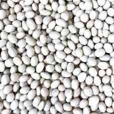 Продаж насіння квасолі. Посівний матеріал квасолі. Сумы