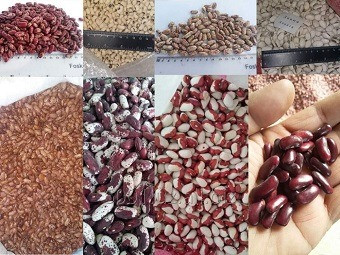 Продажа фасоли по Украине и на экспорт Кропивницкий - изображение 1