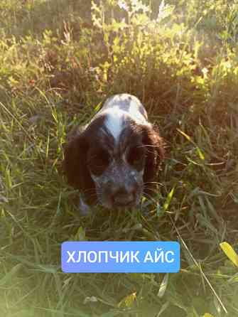 Цуценята спаніеля мисливського Хмельницький