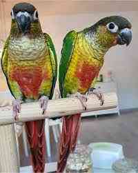 Попугай Пиррура. Ручные птенцы Київ