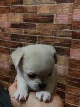 Продам дівчинку чихуахуа Ровно