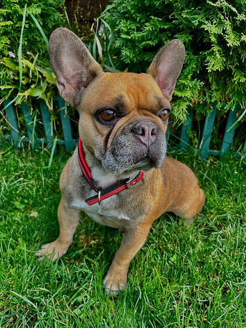 Французький бульдог дівчинка Полтава - зображення 1