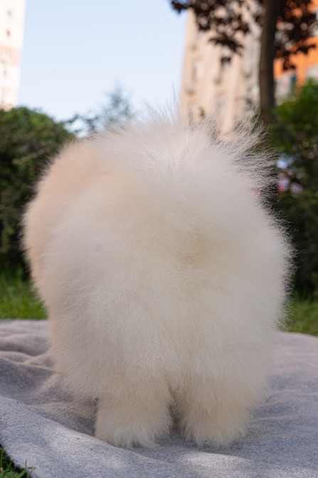 Померанський шпіц хлопчик 4 місяці Київ - зображення 5