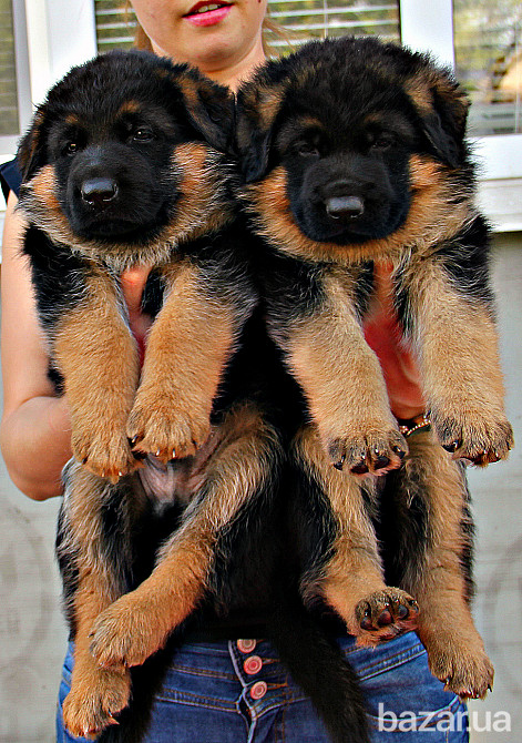 Німецька вівчарки. Розплідник. Кобелі та суки. Київ - зображення 5