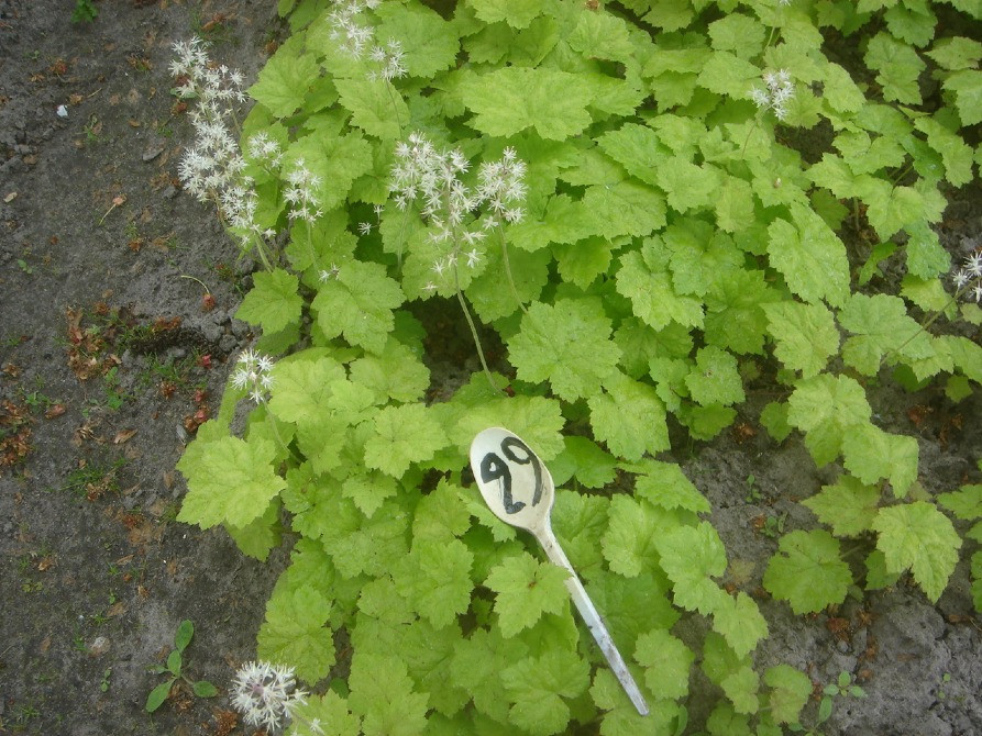 продам гейхеру Киев - изображение 4