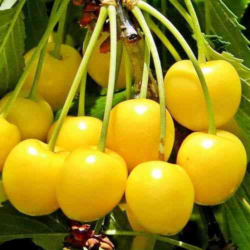 Продам саджанці черешень Сквира