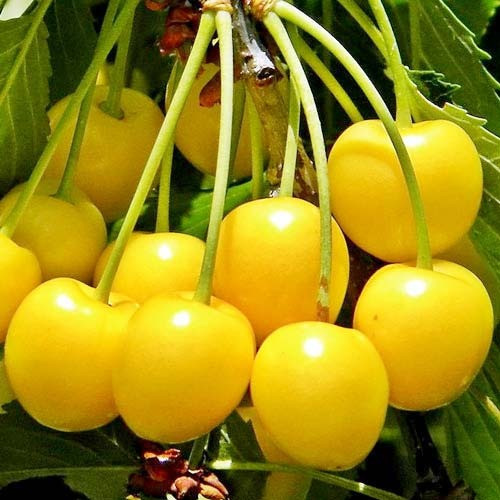 Продам саджанці черешень Сквира - изображение 6